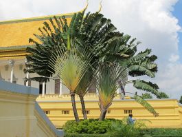 Ravenala agatheae – Orange Travellers Palm – Buy seeds at