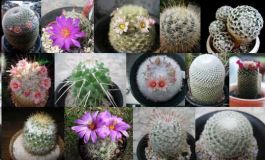 Buy Mammillaria Seeds Online - Rarexoticseeds