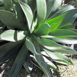 Buy Agave Chiapensis Seeds - Rarexoticseeds