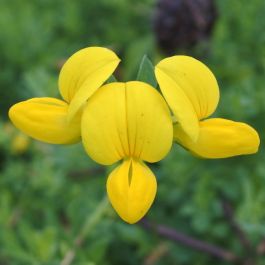 Buy Bird's Foot Trefoil Seeds - Rarexoticseeds