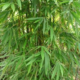 Buy Dendrocalamus Strictus Seeds - Rarexoticseeds