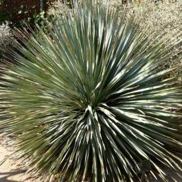 Dasylirion Wheeleri Seeds (Desert Spoon, Spoon Flower)