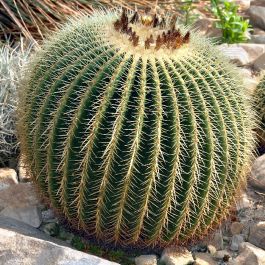 Golden Barrel Cactus Seeds – Echinocactus Grusonii Seeds for Sale