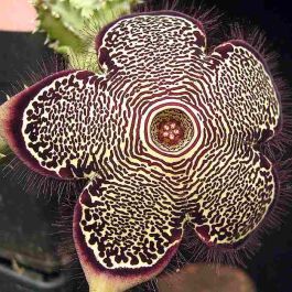 Buy Edithcolea Grandis Seeds - Rarexoticseeds