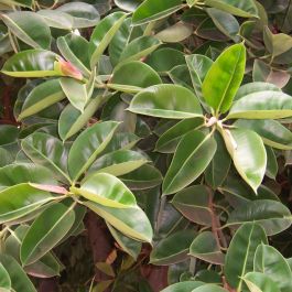 Buy Ficus Elastica Seeds ( Rubber Fig Seeds)