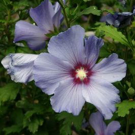 Buy Rose of Sharon Seeds Online - Rarexoticseeds