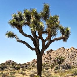 Buy Joshua Tree Seeds - Rarexoticseeds