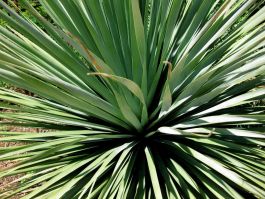 Nolina Nelsonii Seeds (Blue Nolina Seeds)