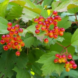 Buy Viburnum Opulus Seeds - Gorgeous Snowball Viburnum Seeds for Your ...