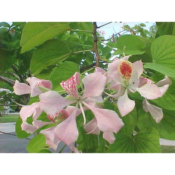 Buy White Orchid Tree Seeds Rarexoticseeds