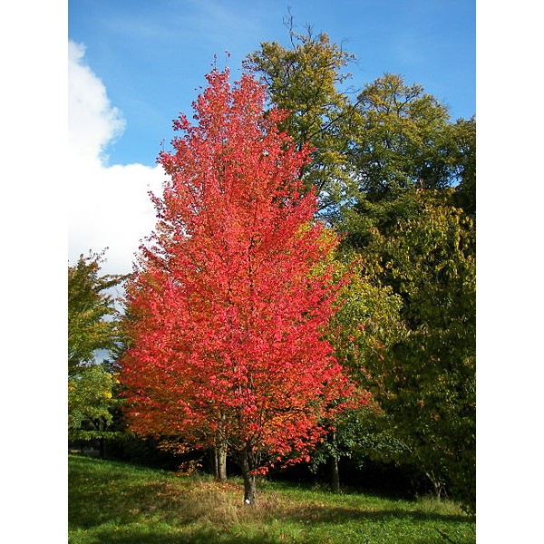 Buy Red Maple Tree Seeds Online Rarexoticseeds 