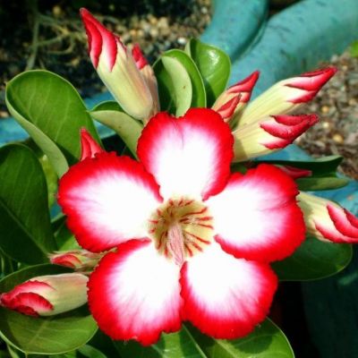 Adenium Obesum seeds, Pachypodium seeds