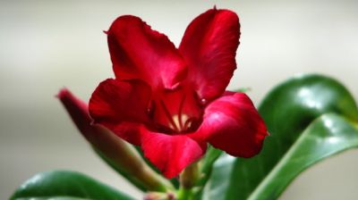 Adenium Obesum seeds, Pachypodium seeds