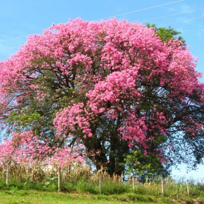 Tree seeds