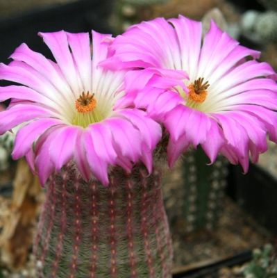 Cactus seeds