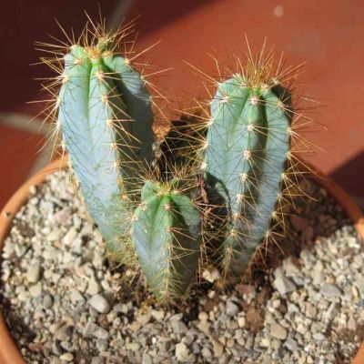 Cactus seeds