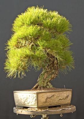 Buy Bonsai Seeds online - Rarexoticseeds