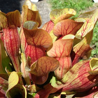 Sarracenia - Carnivorous Plant