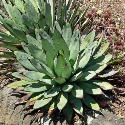 Buy Cactus Seeds Online | Diverse & Hardy Varieties