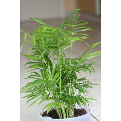 Buy Tropical Indoor Plants Seeds