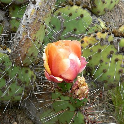 Cactus seeds