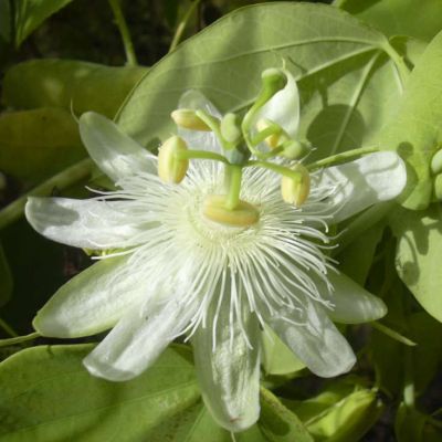 Buy Passion Flower Seeds Online - Rarexoticseeds