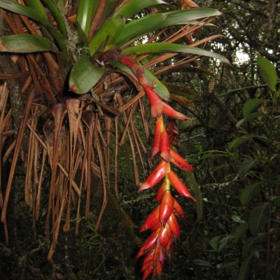 Buy Tropical Indoor Plants Seeds