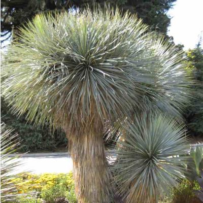 Yucca seeds