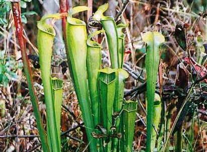 Sphagnum moss black tips? : r/carnivorousplants