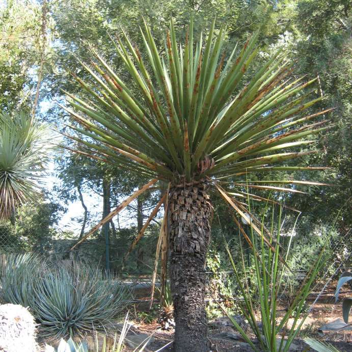 Buy Yucca Carnerosana Seeds - Rarexoticseeds