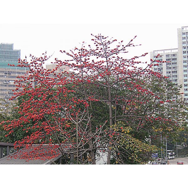 Cotton Tree Seeds Bombax Ceiba