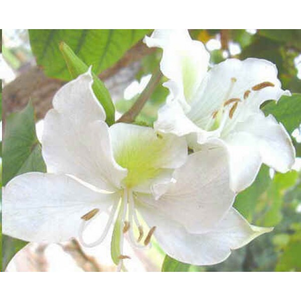 Bauhinia Purpurea White Seeds White Orchid Tree Seeds Butterfly Tree Seeds Mountain Ebony Seeds