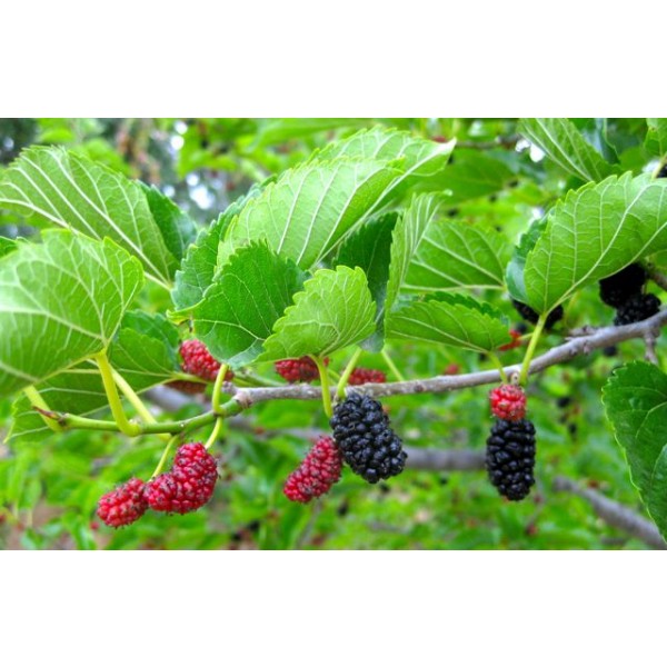 15+ Yellow Mulberry Plants