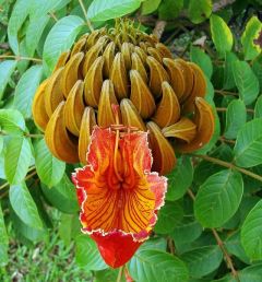 Graines Tulipier du Gabon (Spathodea campanulata)