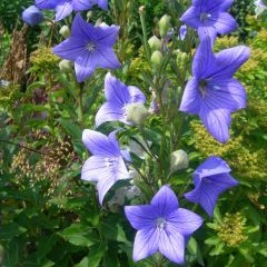 Graines Campanule à Grandes Fleurs (Platycodon grandiflorus)