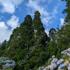 Wild Japanese Cedar in Azores