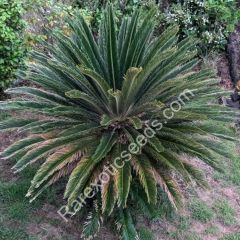 Graines Cycas Revoluta (Graines Sagoutier Revoluta, Graines Cycad)