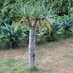 Dragon Tree in Azores