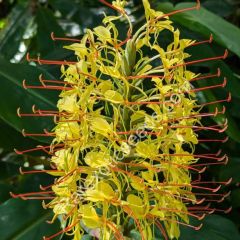 Graines Hedychium Gardnerianum (Graines Gingembre Sauvage)