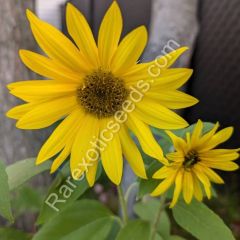 Helianthus Giganteus Seeds (Giant Sunflower Seeds)