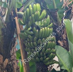 Musa Acuminata (Wild Dwarf Cavendish Banana)