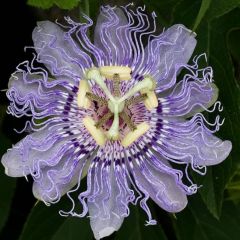 Passiflora Incarnata Seeds (Maypop Passiflora Seeds)