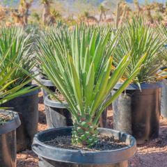 Graines Yucca Filifera (Graines Palmier de Saint Pierre)