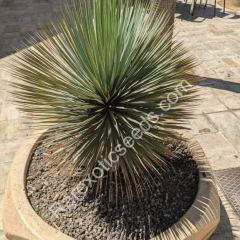 Yucca Rostrata in Azores