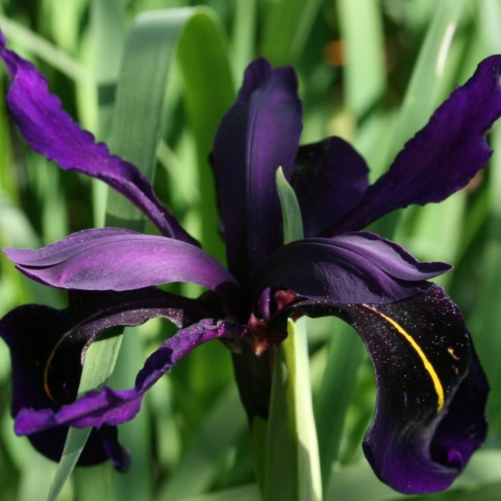 50 Wild Blue Iris Flower Seeds